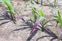 Agriculture et Consultance des Experts Agricoles en RDCongo services_propositions_d_affaires